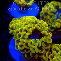Euphyllia paraancora GOLD HOLOGRAM HAMMER (01.04.2025)