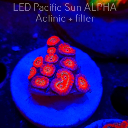 Acanthastrea lordhowensis BLUE LAVA  (26.01.2025)  4cm