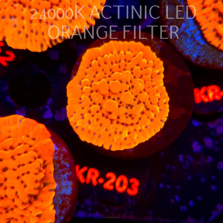Montipora danae ULTRA (21.06.2026) KR-203  4cm