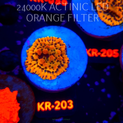 Montipora danae ULTRA (04.05.2026) KR-203  3cm
