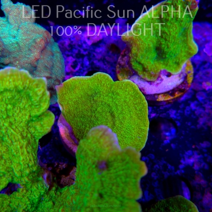 Montipora capricornis TOXIC GREEN (23.01.2025)  7cm