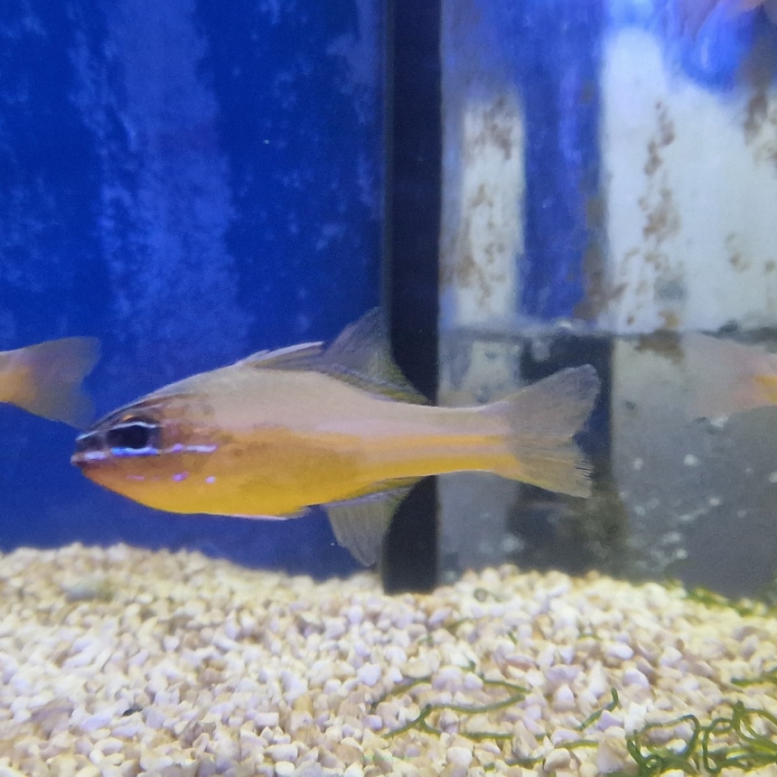 Apogon endekataenia rozmiar 4-5 cm
