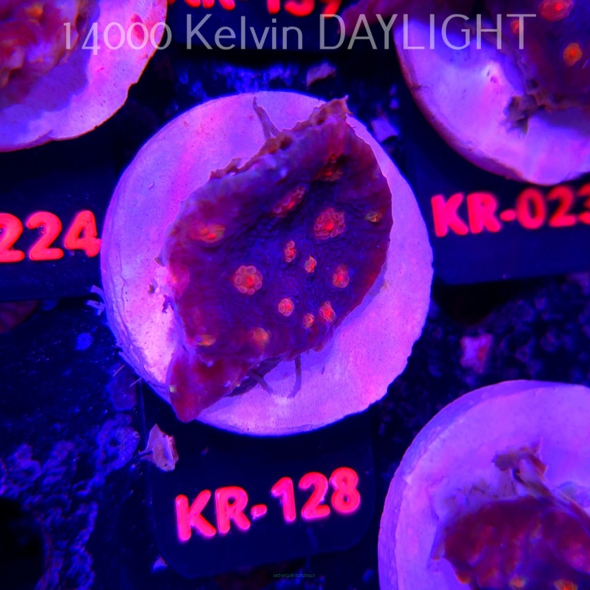 Mycedium robokaki BLUE (18.07.2026) KR-128  5cm