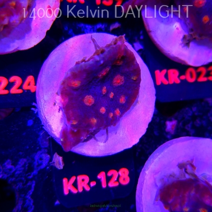 Mycedium robokaki BLUE (18.07.2026) KR-128  5cm