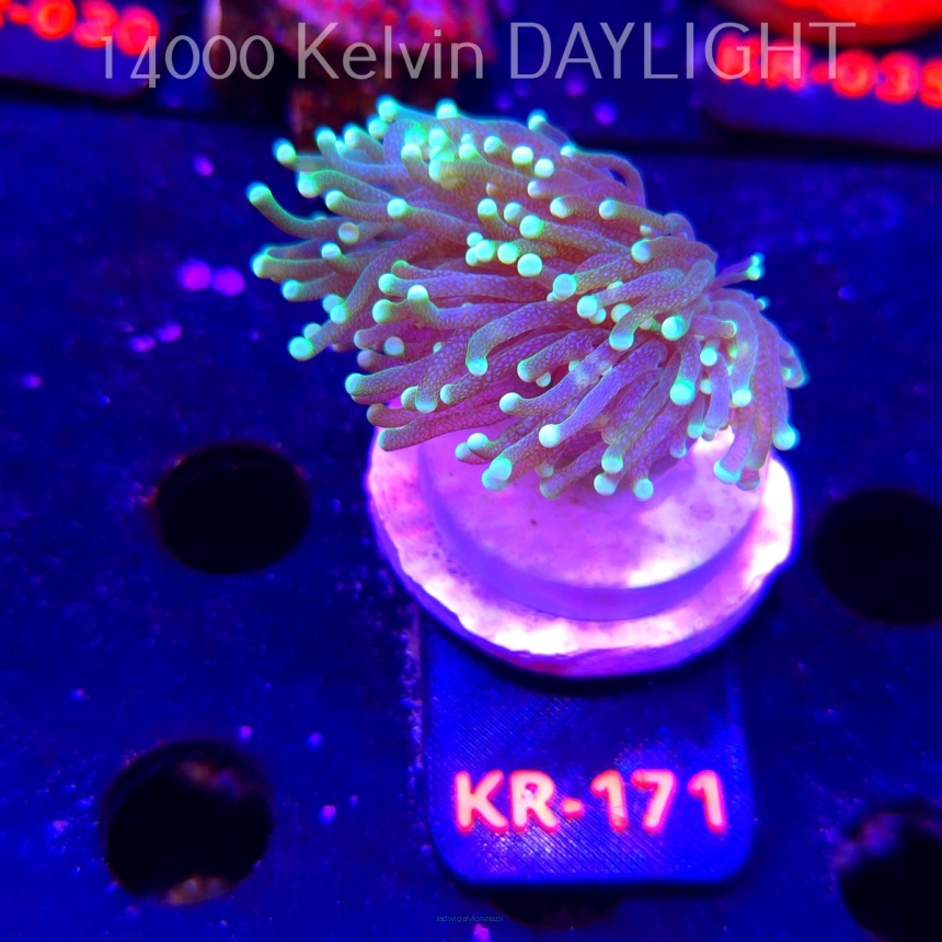 Euphyllia glabrescens PREMIUM (01.02.2026) KR-171