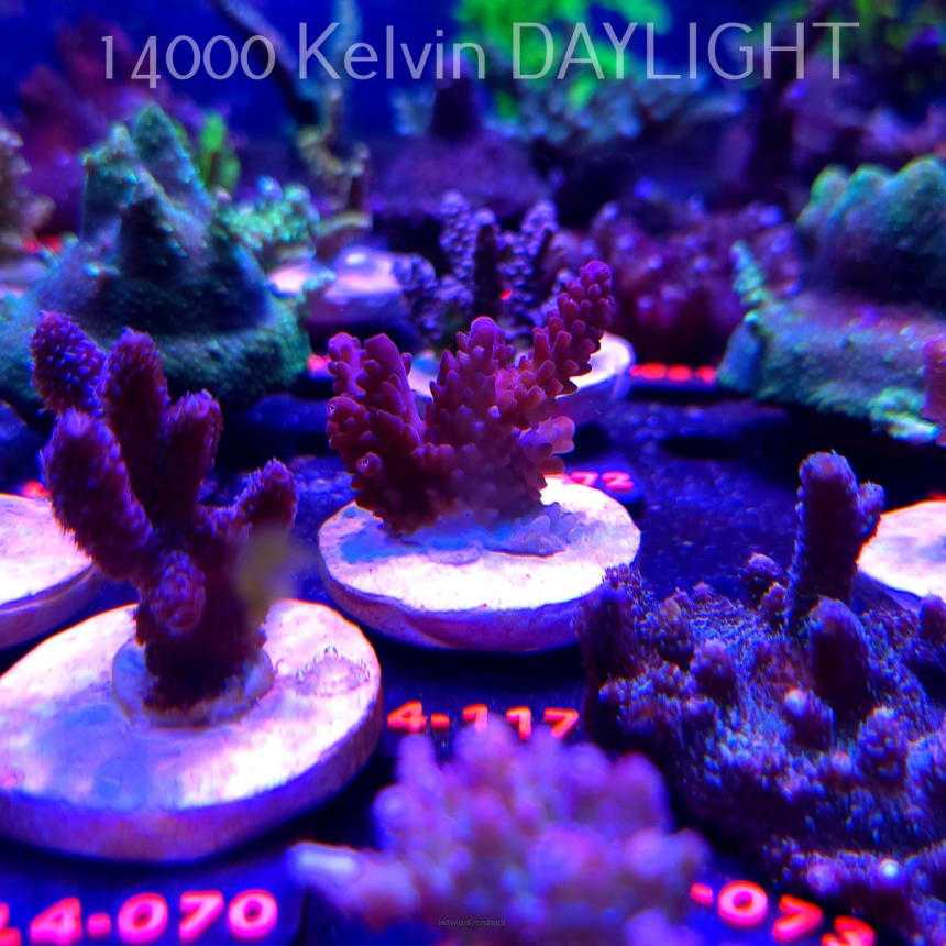 Acropora sp. PREMIUM AUSTRALIA (19.05.2026) L4-117  6cm