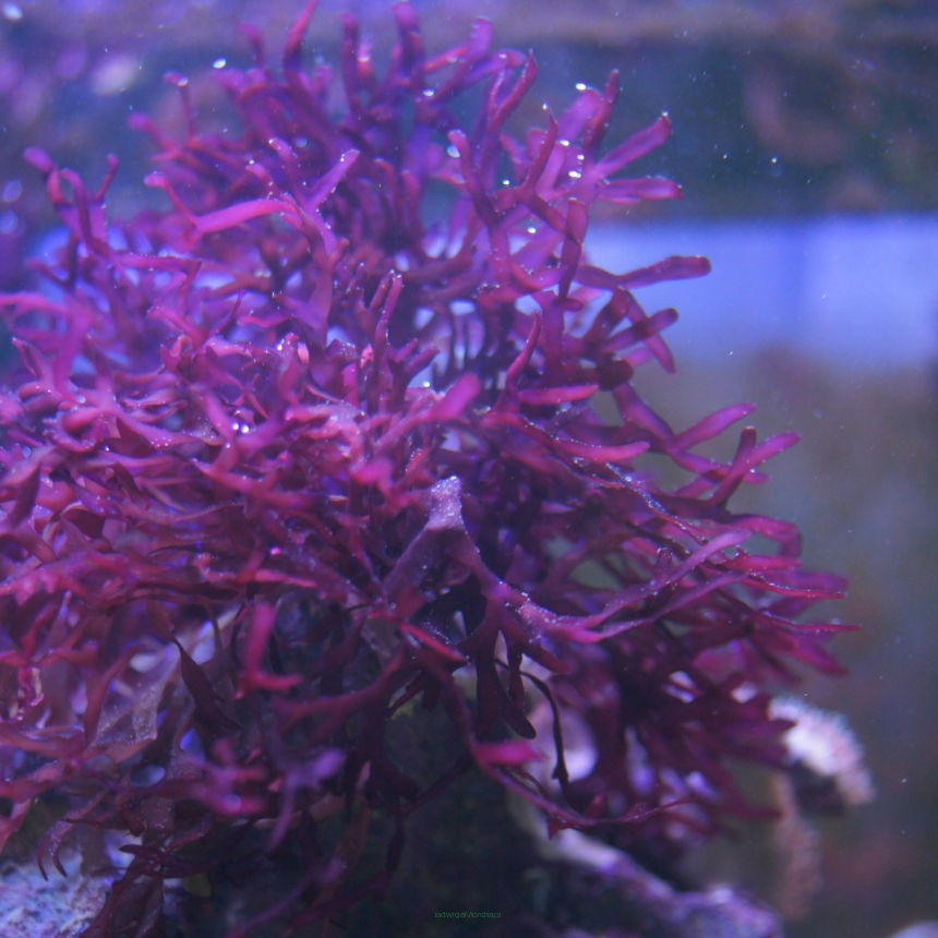 Red Dragon macro algae