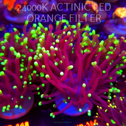 Euphyllia cristata Cotton Candy Torch Coral (20.06.2026) KR-164