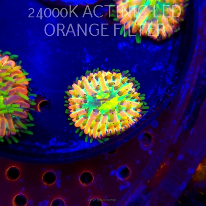 Heliofungia fralinae MALAYSIAN RAINBOW (01.02.2026) 2cm