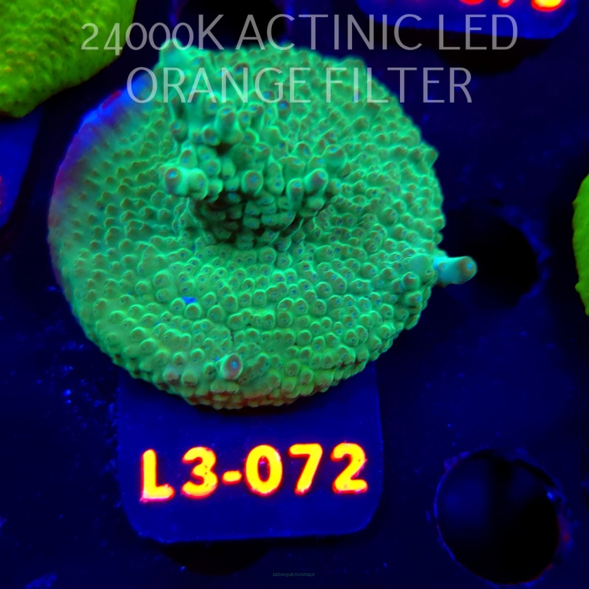 Acropora sp. PREMIUM AUSTRALIA (09.05.2026) L3-072  5cm