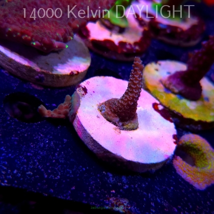 Acropora MILLEPORA PINK (19.06.2025) L3-II-29  3cm