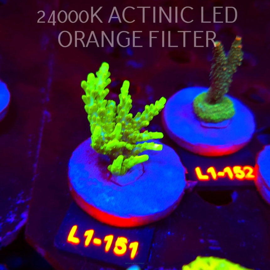 Acropora sp. URANIUM (01.08.2026) L1-151  5cm
