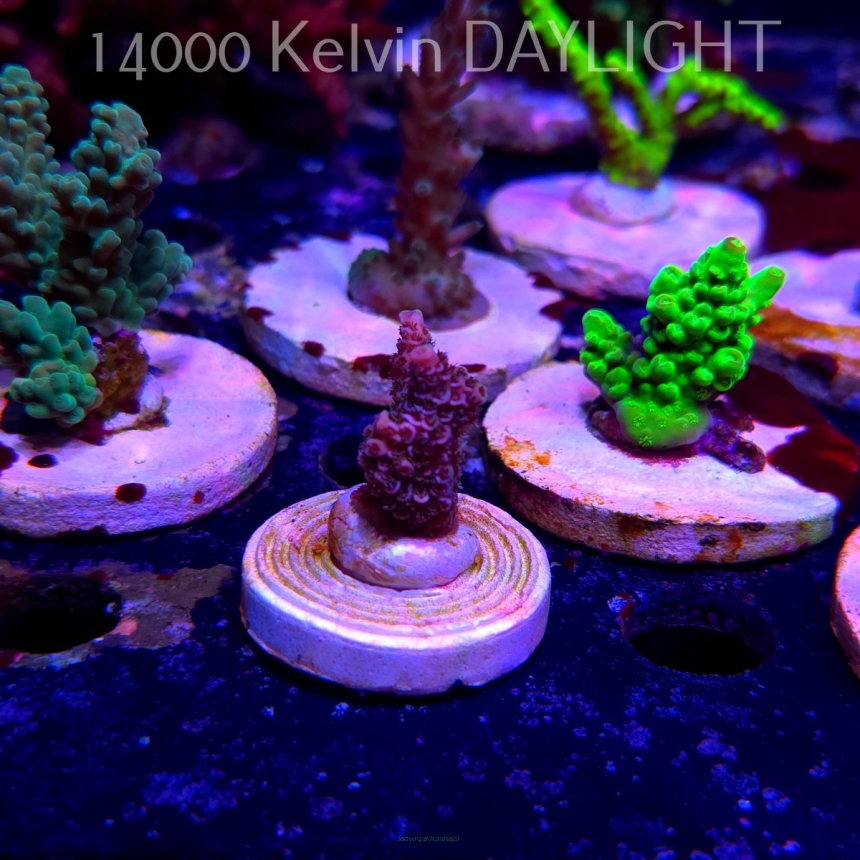Acropora MILLEPORA PINK (20.03.2025) L1-III-7  3cm