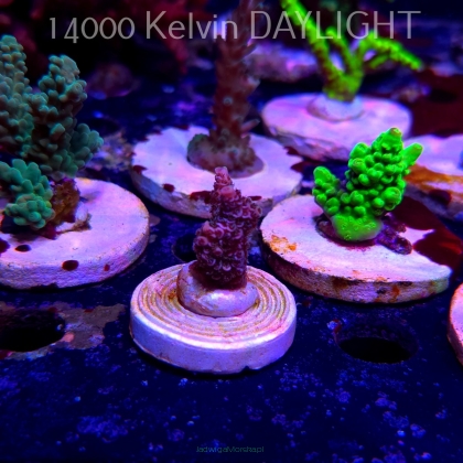 Acropora MILLEPORA PINK (20.03.2025) L1-III-7  3cm