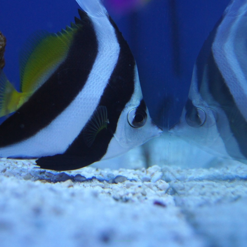 Heniochus acuminatus 9-10 cm