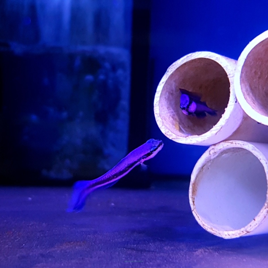Pseudochromis fridmani INDIGO rozmiar 2.5-3 cm (hodowlane)