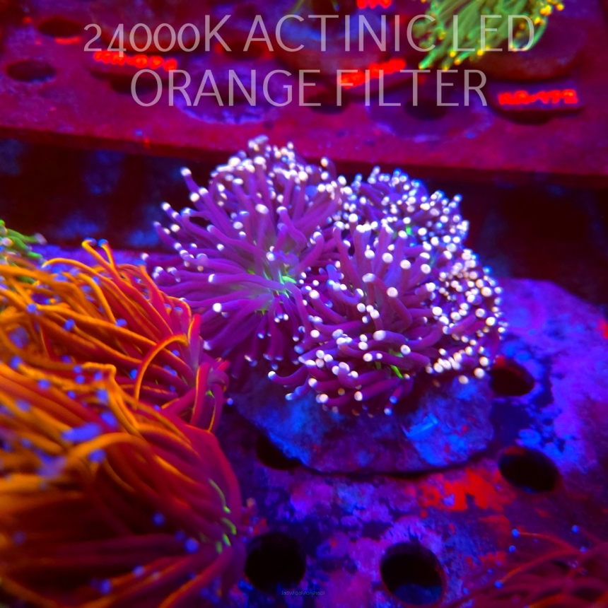 Euphyllia glabrescens JOKER TORCH (02.10.2026)  XL 5H