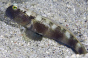 Cryptocentrus fasciatus rozmiar 5-6 cm