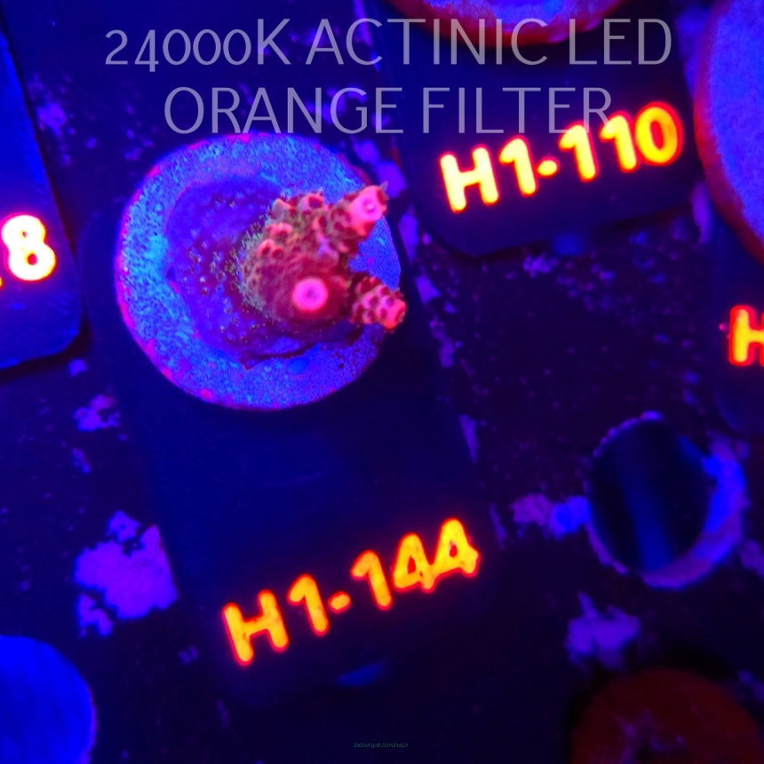 Acropora sp. (04.02.2026) H1-144  4cm