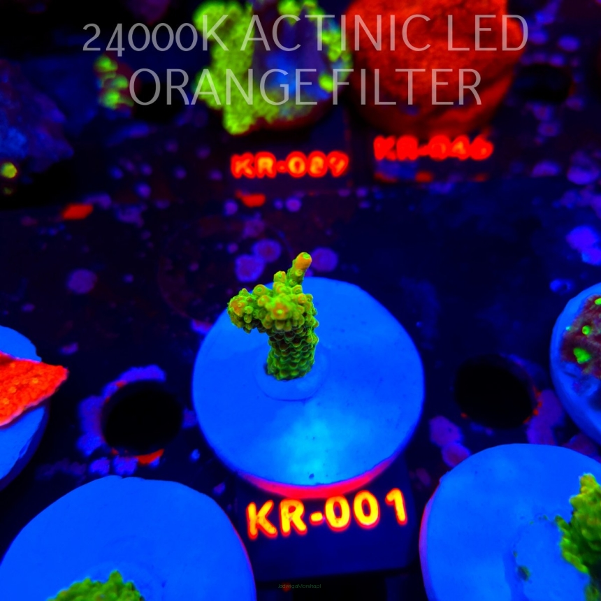 Acropora divaricata JOES MANGO GARDEN (21.04.2026) KR-001  4cm