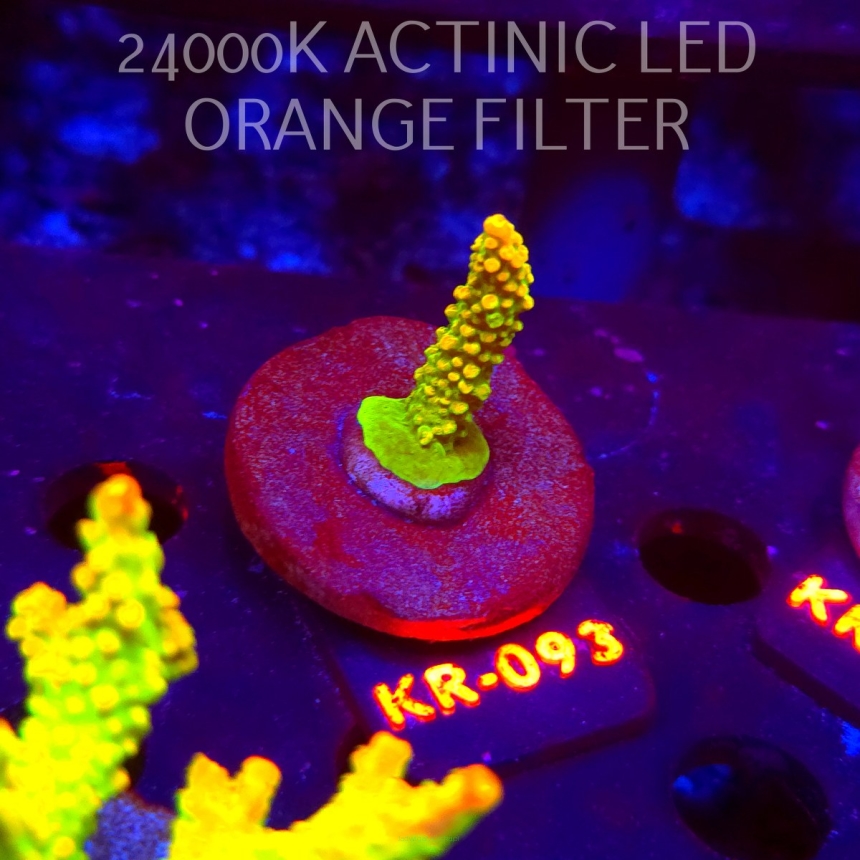 Acropora divaricata JOES MANGO GARDEN (07.12.2025) KR-093  5cm