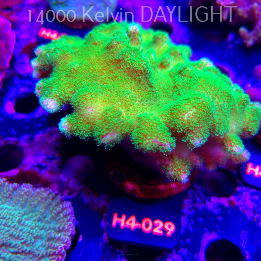 Pocillopora verrucosa YELLOW FLUO (01.06.2026) H4-029  12cm