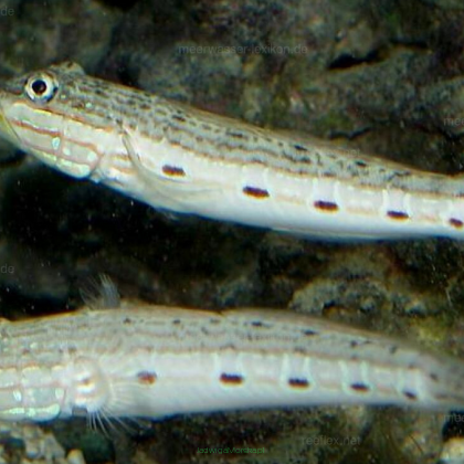 Valenciennea longipinnis 6-7 cm