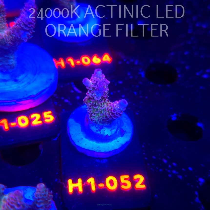 Acropora MILLEPORA RAINBOW (02.11.2025) H1-052  3cm