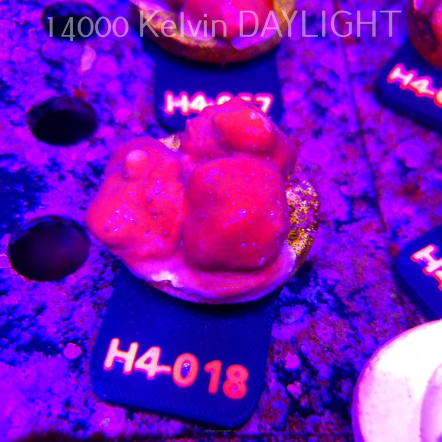 Blue Ridge Coral - Heliopora coerulea - Blue Fire Coral (01.06.2026) H4-018  5cm