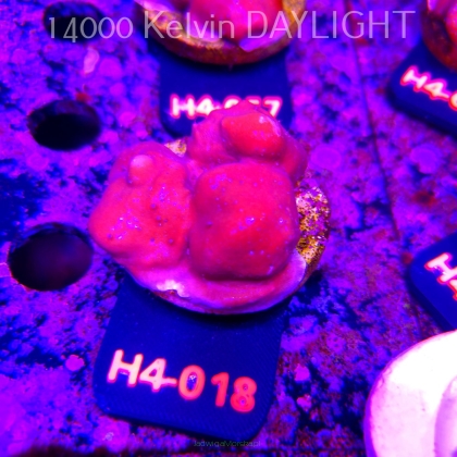 Blue Ridge Coral - Heliopora coerulea - Blue Fire Coral (01.06.2026) H4-018  5cm