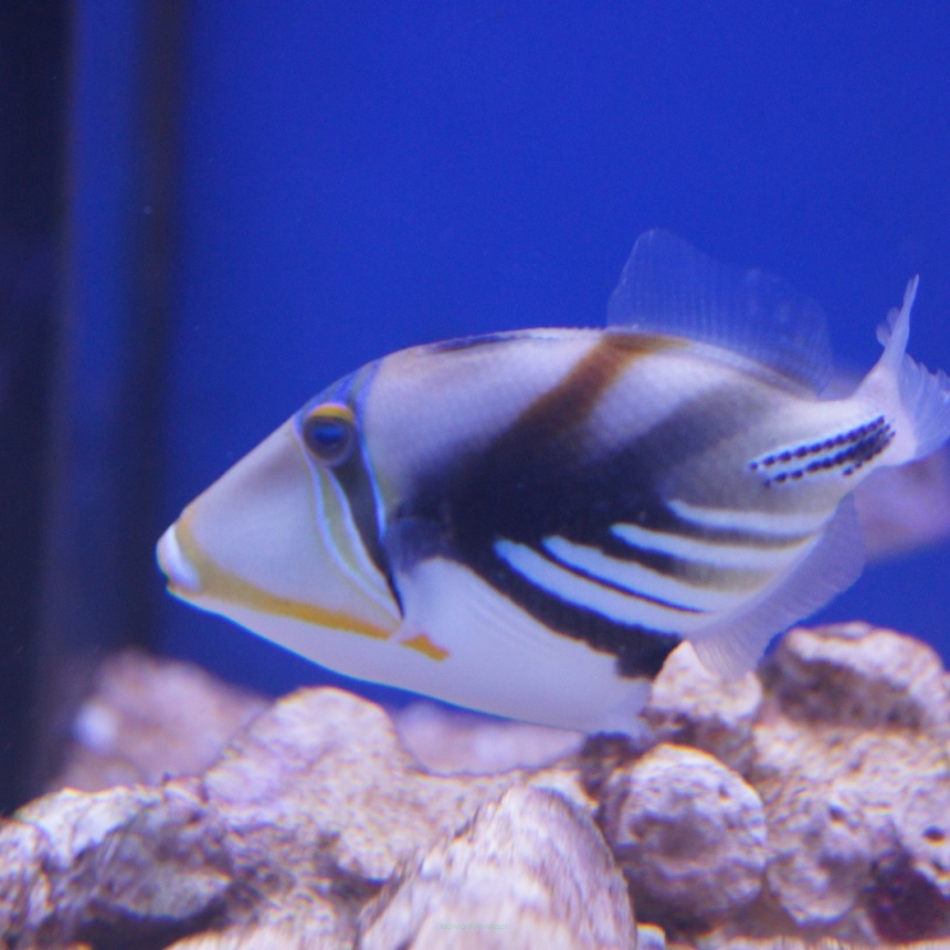Rhinecanthus aculeatus (Rogatnica Picasso) rozmiar 8 cm