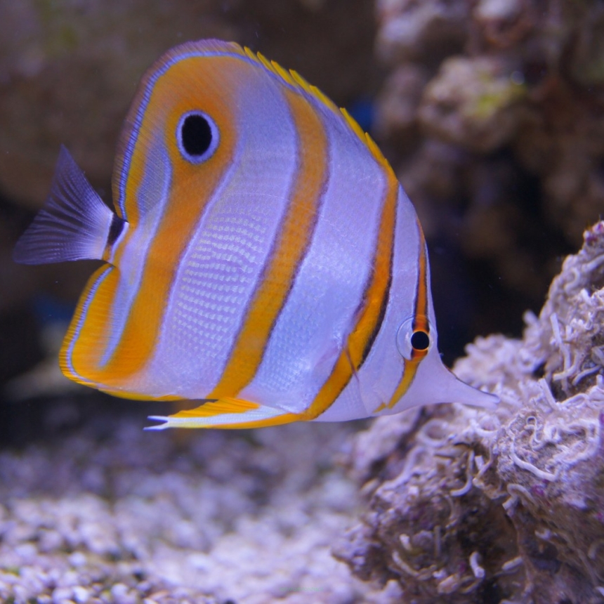 Chelmon rostratus rozmiar 6-7cm (BALI)