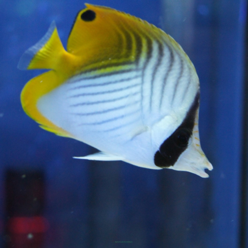 Chaetodon auriga rozmiar 8cm