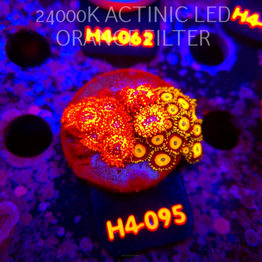 Zoanthus JOHNNY PUMPKIN / UTTER CHAOS (01.06.2026) H4-095  22P+