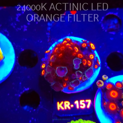 Zoanthus JOHNNY PUMPKIN (03.01.2026) 30P+ KR-157