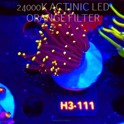 Euphyllia glabrescens Malaysian Miami Torch (03.01.2026) H3-111