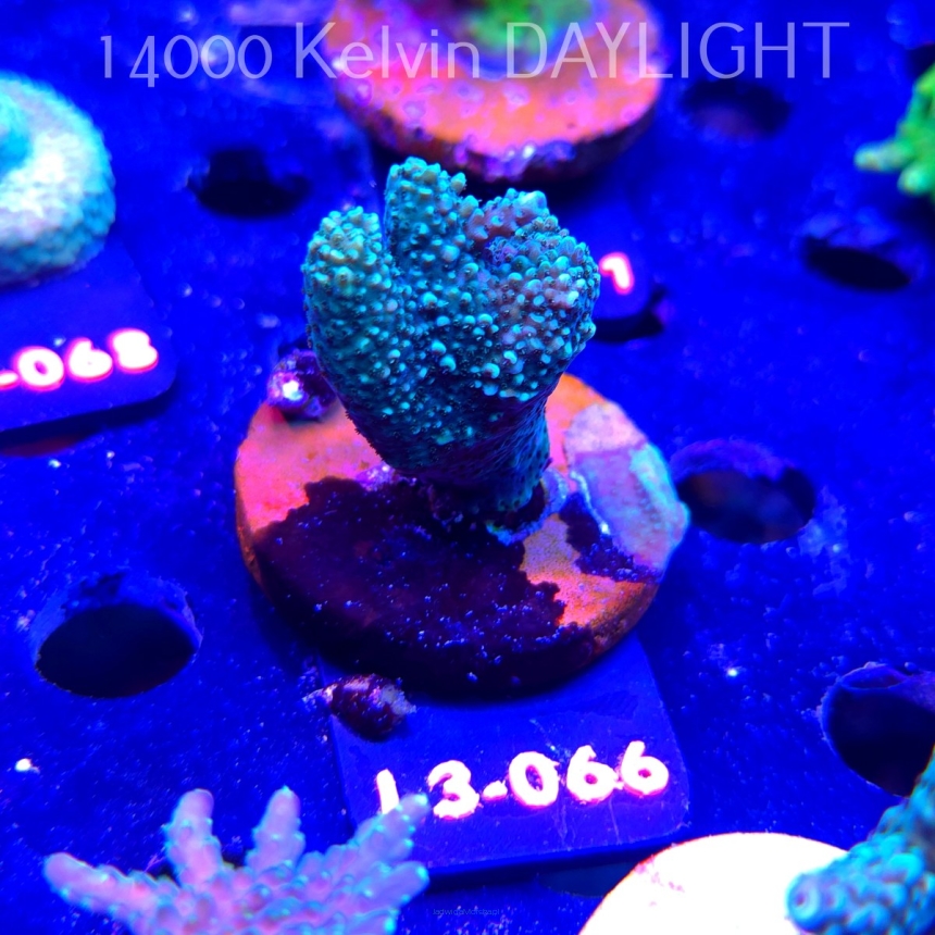 Acropora sp. AUSTRALIA (09.05.2026) L3-066  5cm