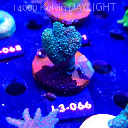 Acropora sp. AUSTRALIA (09.05.2026) L3-066  5cm