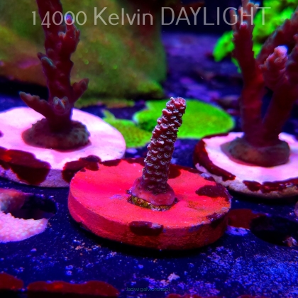 Acropora spathulata PINK PASSION (19.06.2025) L3-III-7  4cm