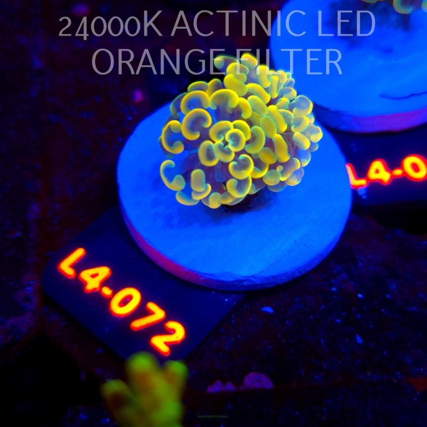 Euphyllia paraancora AUSSIE GOLD HAMMER (01.07.2026) L4-072