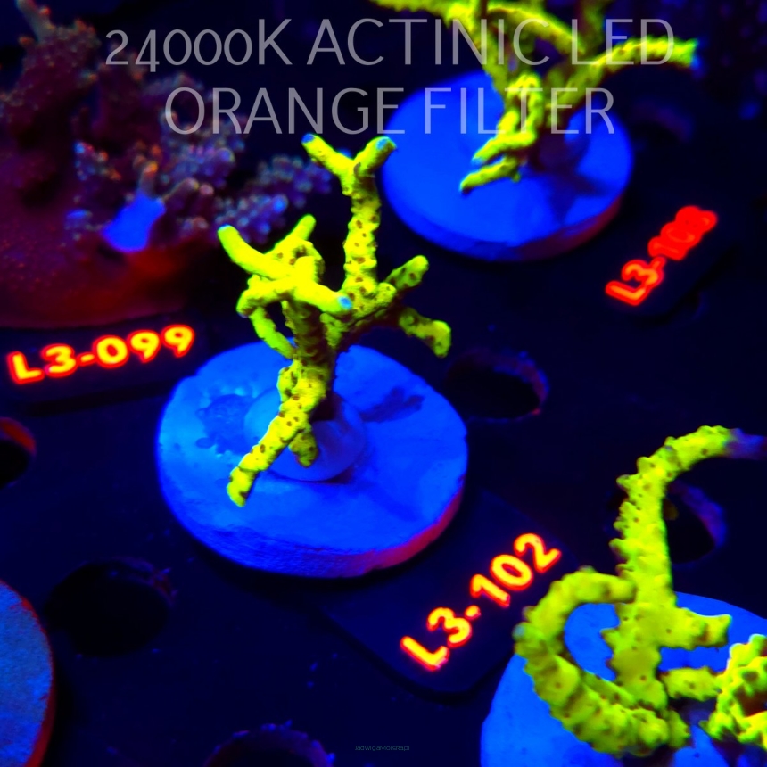 Anacropora WWC SLIMEBALL (09.05.2026) L3-102  6cm