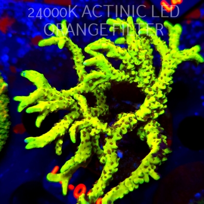 Anacropora WWC SLIMEBALL (05.01.2026) L3-089  8cm