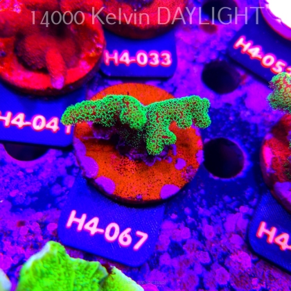 Seriatopora caliendrum (01.06.2026) H4-067   5cm