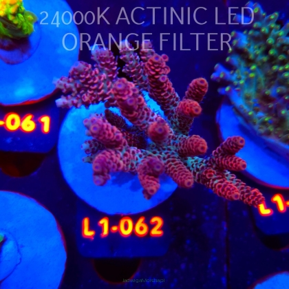 Acropora RED PLANET ULTRA AUSTRALIA (03.08.2026) L1-062  9cm