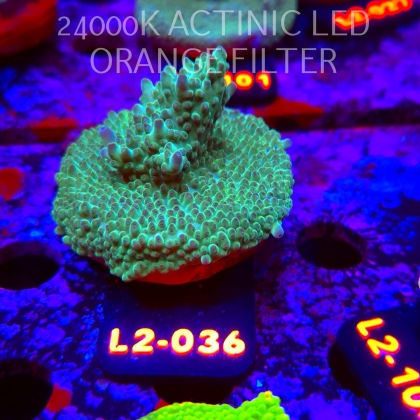 Acropora TG KERMIT THE FROG (17.03.2026) L2-036  5cm