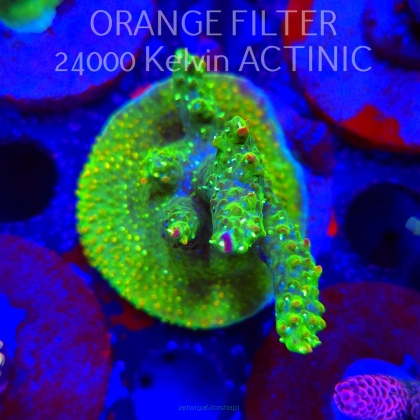 Acropora RR RAINBOW LOOM  (24.05.2025) L2-I-30  6cm