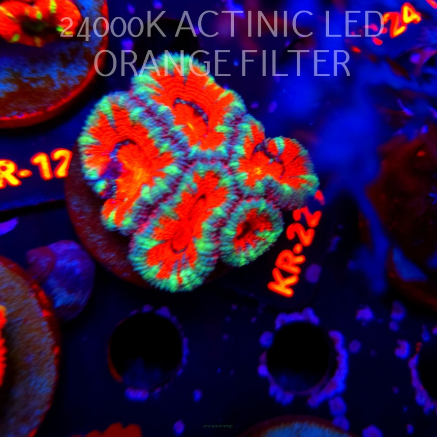 Acanthastrea lordhowensis PREMIUM ACAN (20.04.2026) KR-229  5cm