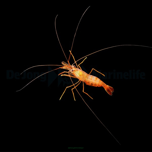 Lysmata wurdemanni (PEPPERMINT SHRIMP) TANK BRED