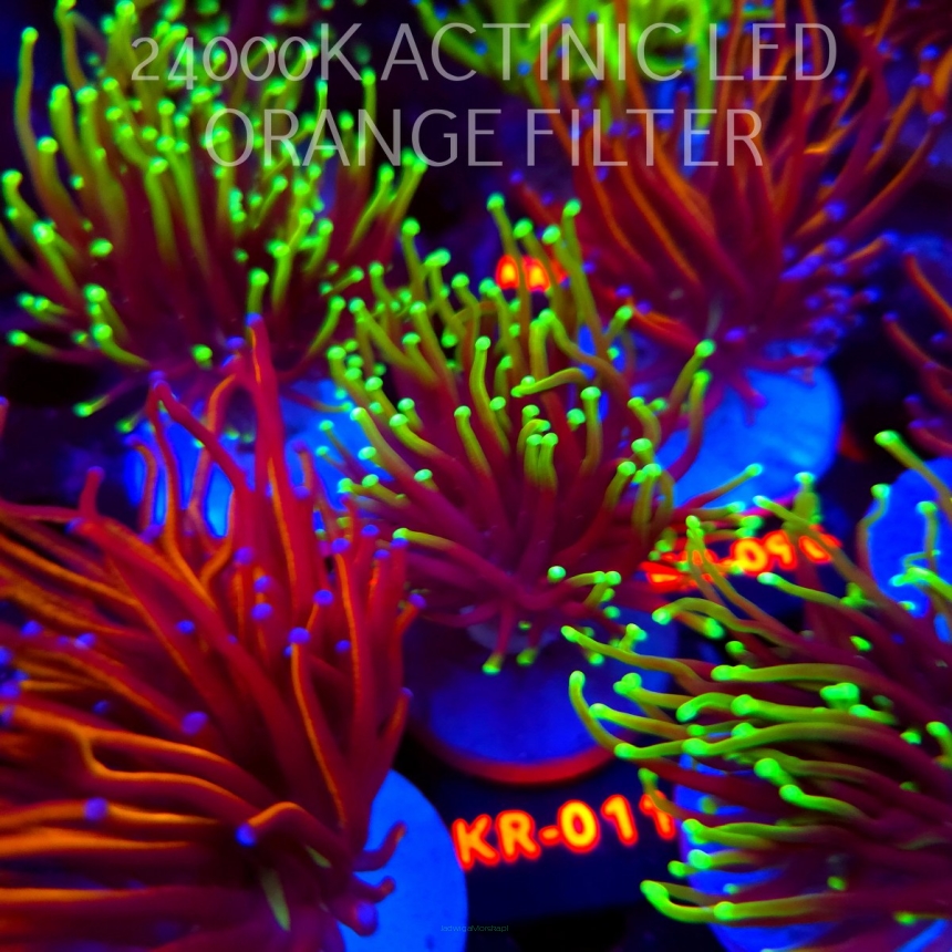 Euphyllia glabrescens DRAGON SOUL (04.04.2026) KR-011