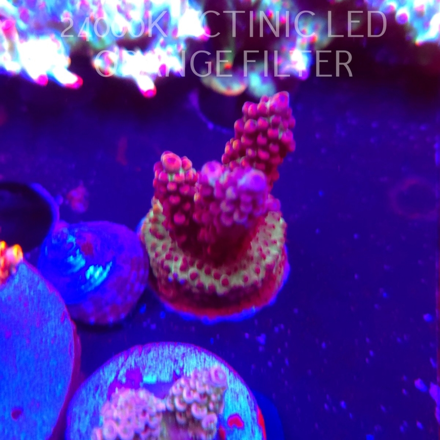 Acropora MICROCLADOS SSC (02.02.2026) H1-  3cm